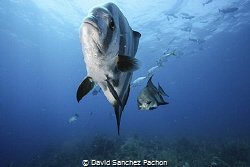 atlantic spadefish swimming 1/3 by David Sanchez Pachon 